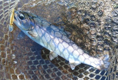 平谷湖フィッシングスポットでサクラマスを狙う